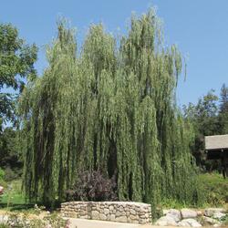 5 Wisconsin Weeping Willow Tree At Menards