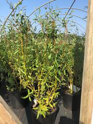 3 Scarlet Curls Willow Shrub At Menards