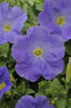 10" Select Hanging Basket - Assorted Varieties