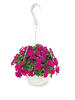 10" Select Hanging Basket - Assorted Varieties