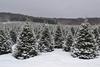 Fresh-cut Fraser Fir Christmas Tree 5'-6'