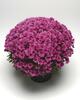 8" Fall Garden Mum Plant