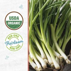 Back to the Roots® Organic 'Evergreen Bunching' Onion at Menards®