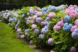 2 Endless Summer Hydrangea Shrub at Menards®