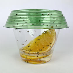 https://cdn.menardc.com/main/items/media/BILLY003/ProductMedium/41050_Scene_fruit_flies.jpg