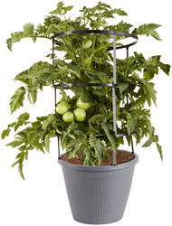 Bonnie Plants® Bush Goliath Tomato - 2.5 Gallon at Menards®