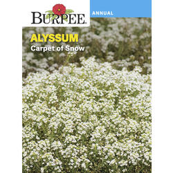 Baby's Breath Seeds and Plants - Annual Flowers - Burpee
