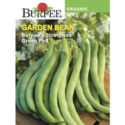 Burpee® Organic Stringless Green Pod Garden Bean Vegetable Seeds at ...