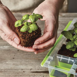 Burpee® 16 XL Cell SuperSeed® Seed Starting Tray at Menards®