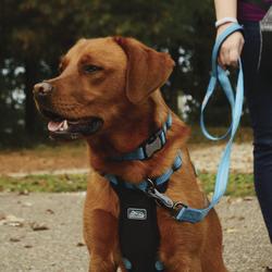 Menards hot sale dog leash