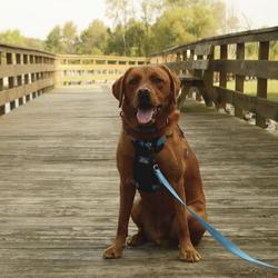 Menards shop dog leash