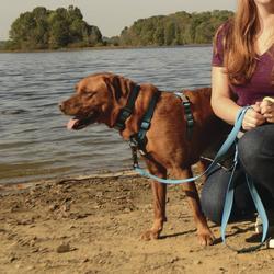 K9 Explorer® Brights Reflective Lake Front-Connect Dog Harness