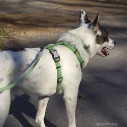 Menards shop dog harness