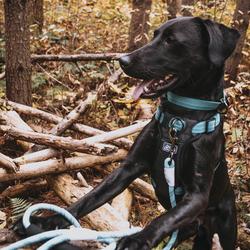 Menards shop dog harness