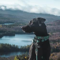 Menards shop dog harness