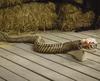 Pumpkin Hollow™ 4'11" LED Snake Skeleton Halloween Décor