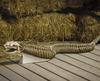 Pumpkin Hollow™ 4'11" LED Snake Skeleton Halloween Décor