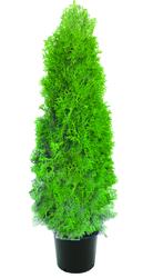 #7 Brandon Arborvitae Shrub