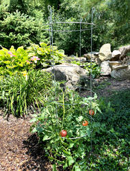 tomato④ Vermont Toro ZX 5420 54 inch Cut Titan TimeCutter ZX