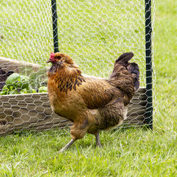 Galvanized Poultry Net - Metal Mesh Fencing / Chicken Wire 2 Holes