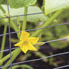 3'4" x 50' Galvanized Rabbit Guard Fence