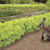 3'4" x 50' Galvanized Rabbit Guard Fence