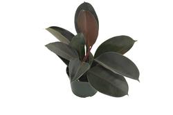 LiveTrends The Scream House Plant at Menards®