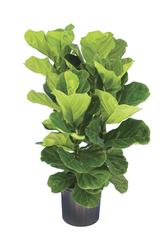 LiveTrends The Scream House Plant at Menards®