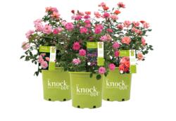 8DP Knock Out Pink Double Rose Shrub at Menards®