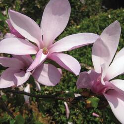#10 Betty Magnolia Tree