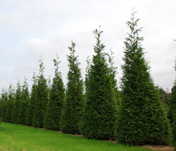 #7 Green Giant Arborvitae Shrub At Menards®