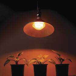 Light Bulbs at Menards®