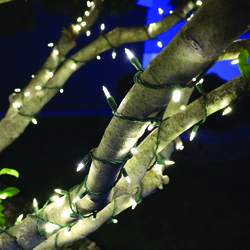 Enchanted Forest® 200-Light LED Premium Warm White Mini Christmas ...