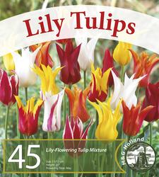 Extra Large Bag of Tulip "Lily Flowering" Mixture Flower Bulbs - 45 ...