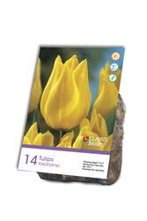 Triumph Tulip "Yokohama" Flower Bulbs - 14 Count at Menards®