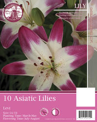 Pink and White Asiatic Lily Flower Bulbs - 10 Count at Menards®