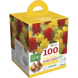 Tulips/Daffodils Flower Bulbs - 100 Count at Menards®
