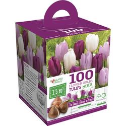 Purple Tulips Flower Bulbs - 100 Count at Menards®