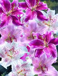 Pink Oriental Lily Flower Bulbs - 10 Count at Menards®