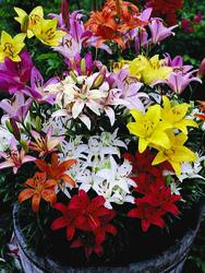 Mixed Asiatic Lily Flower Bulbs - 10 Count at Menards®