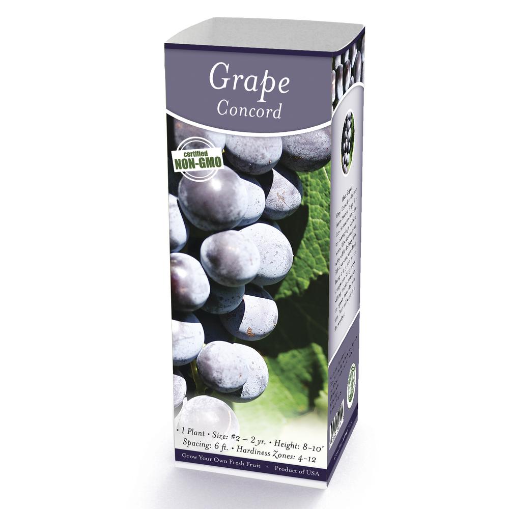Concord Grape Fruit Bulbs - 1 Count at Menards®
