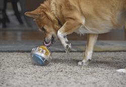 Pet Zone IQ Treat Ball 4 Activity Treat Dispenser For Medium to Large Dogs