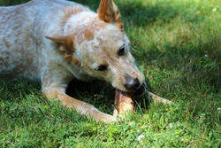 Grass Valley Farm® Small Beef Rib Bones Dog Chews - 5 count at Menards®