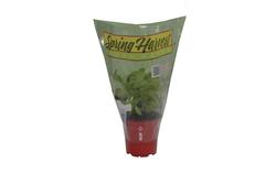4" Spring Harvest Herbs - Assorted Varieties
