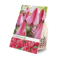 Darwin Hybrid Tulip "Van Eijk" Flower Bulbs - 14 Count at Menards®