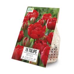 Tulip "Miranda" Flower Bulbs - 15 Count at Menards®