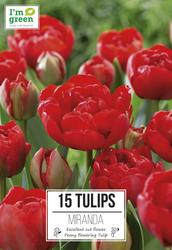 Tulip "Miranda" Flower Bulbs - 15 Count at Menards®