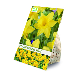 Daffodil Daffodils King Alfred at Menards®