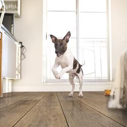 MS International Loftridge Jatoba 7-23/32