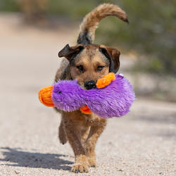 Multipet Duckworth Dog Toy Review: Why I'm ~Pup-Sessed~